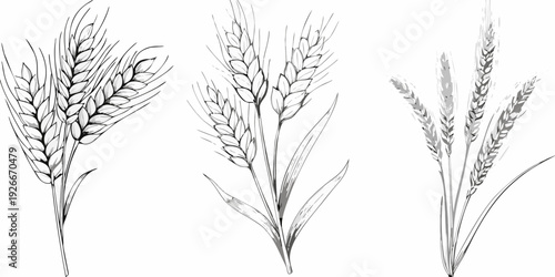 Detailed illustration of four wheat stalks with varying grain arrangements