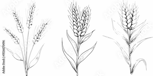 Detailed botanical illustration of wheat stalks and seed heads