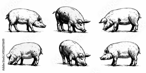 Vintage illustration depicting six pigs in various poses and perspectives