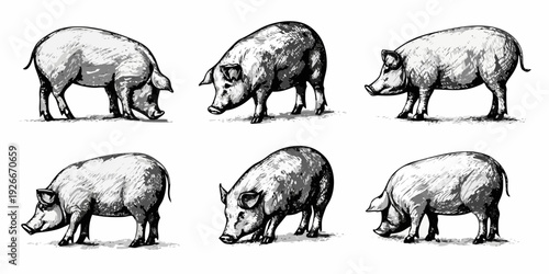 Detailed illustrations of six pigs in various foraging and standing poses