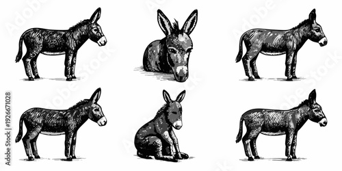 Vintage illustration of six donkeys in various poses and perspectives
