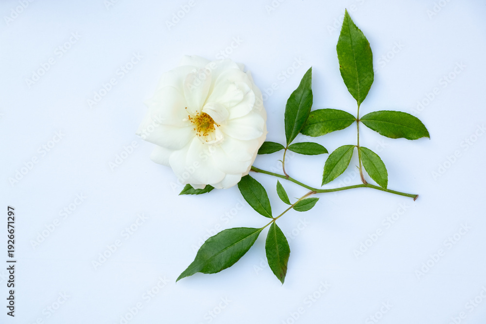 Fototapeta premium Elegant white rose with green leafy branch isolated on white background. Minimal floral composition with copy space