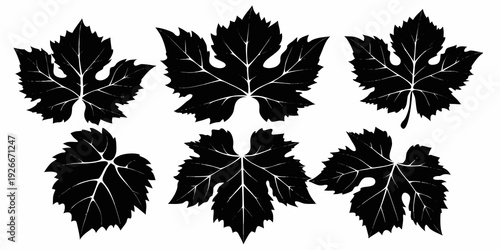 Six black grape leaves arranged on a plain white background