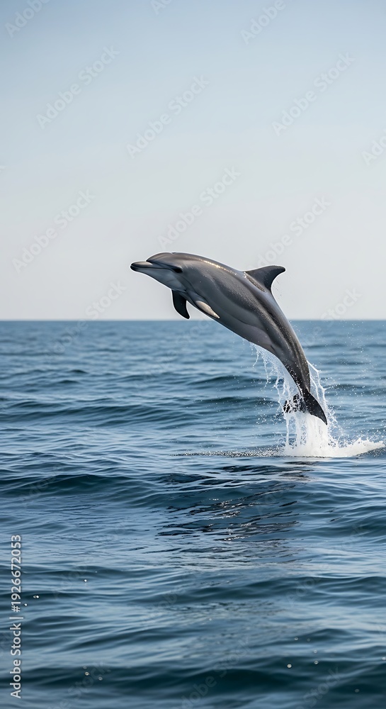 Naklejka premium Dolphin Leaping - A Moment of Oceanic Grace and Freedom.