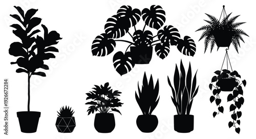 Variety of potted indoor plants displayed in a striking silhouette