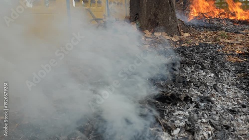 Flames and Smoke Rising from Burning Leaves in Forest Area Near Tree Trunk Amidst Dry Ground and Vegetation