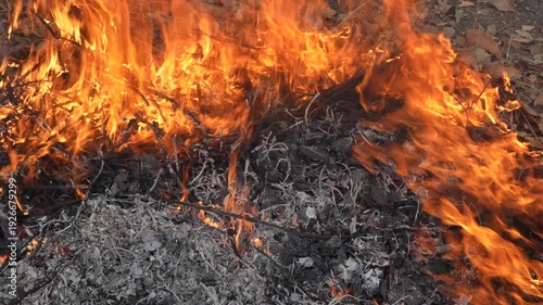 Bright Flames Erupting from Dry Leaves and Twigs in a Forest Fire Scene Igniting the Underbrush