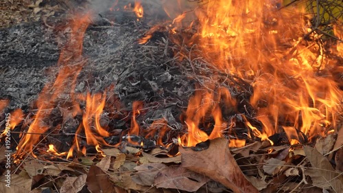 Intense Blaze in Dry Leaves Surrounding Forest Floor During Autumn Season Capturing the Beauty and Danger of Wildfire