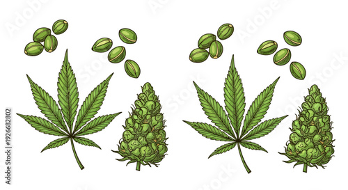 Botanical illustration of cannabis leaves buds and seeds displayed