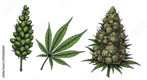 Detailed botanical illustration of cannabis plant parts and flowering buds