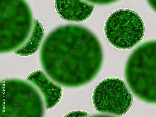 Green cells, microscopic particles. Molecules, molecular cell. Close up of a mirco organism, science and medical element