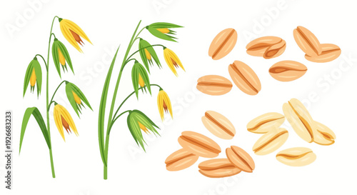 Oat plant with flowering heads and loose oat grains illustration