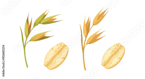 Illustration of oat stalks grains and biscuits on a white background