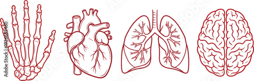 Red Line Medical Anatomy Icons Skeleton Heart Lungs Brain Set
