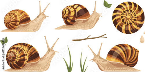 Garden snail vector set with detailed striped shells crawling mollusk characters and nature elements for wildlife biology and eco design.