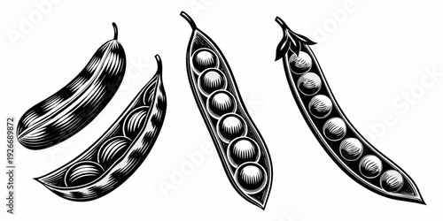 Detailed engraving of three fresh pea pods with visible seeds inside