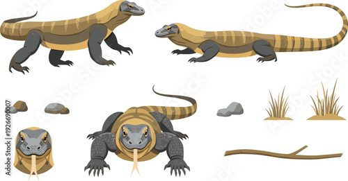 Monitor lizard vector set with different views desert habitat elements and wild reptile illustration for wildlife education and zoo design.
