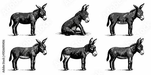 Vintage illustration of six donkeys in various poses and arrangements