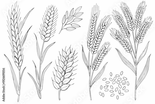 Detailed botanical illustration of various wheat and grain stalks