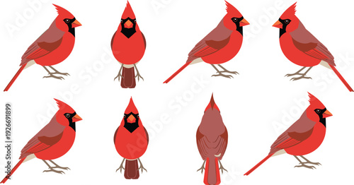 Red cardinal bird vector set with different poses of songbird character for wildlife nature illustration and ornithology design.
