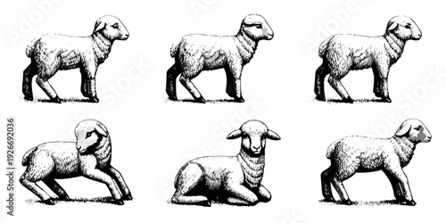 A vintage illustration depicting six lambs in various poses