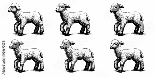 Six lambs depicted in a vintage illustrative black and white style