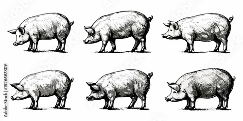 A vintage illustration depicting six pigs in various standing poses