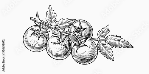 A detailed sketch depicts a branch with several ripe tomatoes and leaves