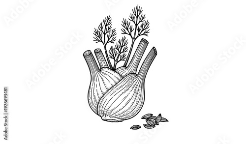 Fennel bulb leaves and seeds outline hand drawn vector isolated