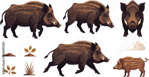 Wild boar vector set with different poses piglet and forest habitat elements for hunting wildlife animal illustration and nature design.