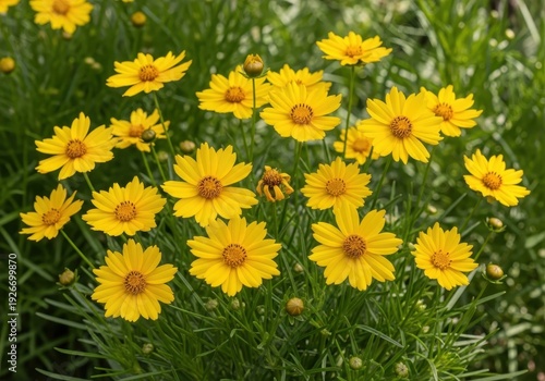 Coreopsis flowers in full bloom, a vibrant display of natures beauty.