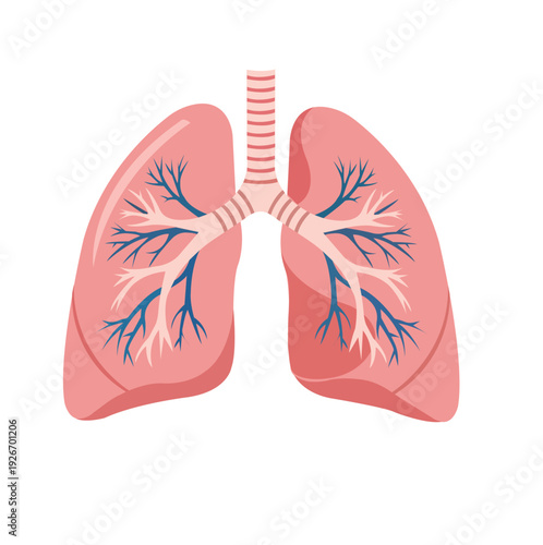 An illustration of human lungs with trachea and bronchi on a white background