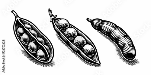 Vintage illustration of three open pea pods displaying their seeds