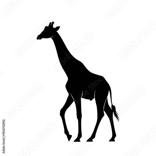 Black Silhouette of a Giraffe Walking.
