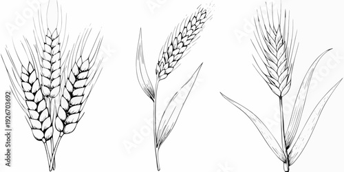 Detailed botanical illustration of three wheat stalks in monochrome