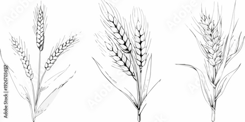 Detailed illustration of wheat stalks and grains in a monochrome style