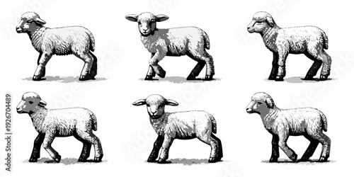 A collection of six lambs depicted in a vintage sketch style