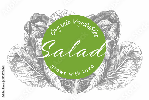 Vintage style illustration of a cabbage with a salad label overlay