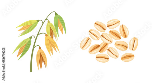 Oat plant with a stem and scattered oat grains illustration