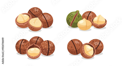 Assorted macadamia nuts whole cracked and halved in various stages