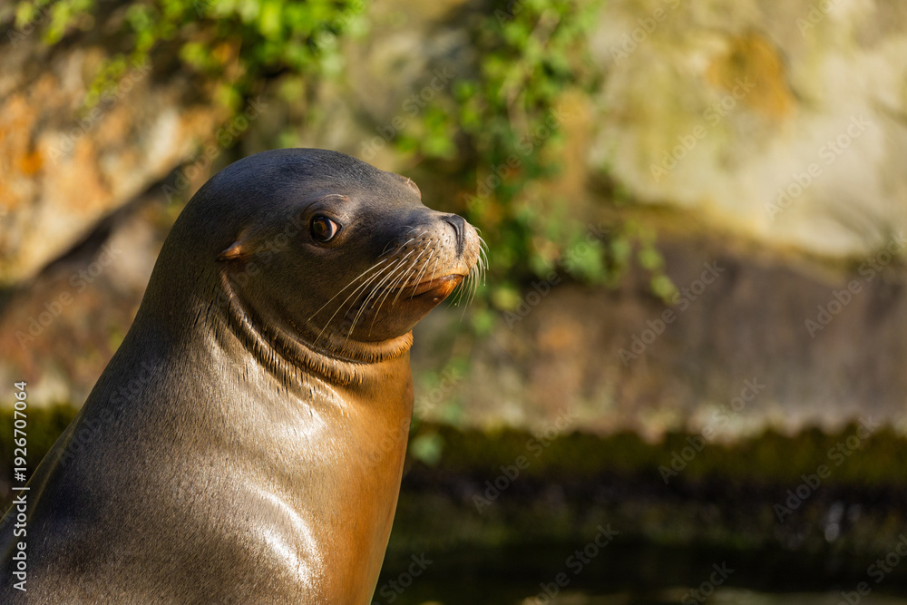 Obraz premium pair of California sea lions bask in sun. Zalophus californianus.
