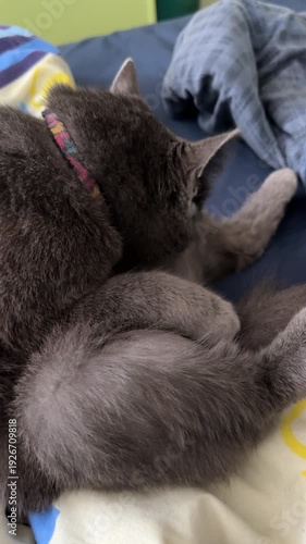 Wallpaper Mural Cat Cleans Itself on the Bed While Enjoying a Quiet Moment in a Cozy Room During the Day Torontodigital.ca