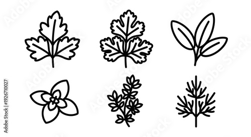 Culinary Herbs and Spices Black and White Line Art Icons Set for Food Industry