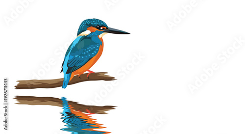 A blue and orange kingfisher perches on a branch with its colorful reflection visible in water on a white background.