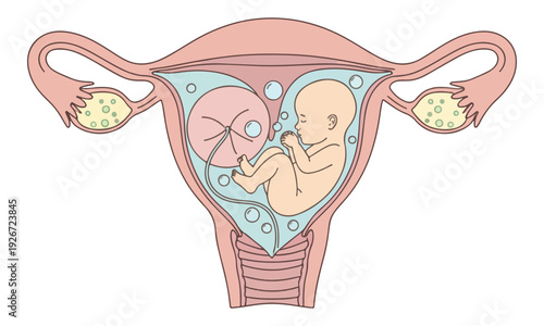 Human Fetus in Uterus with Placenta and Ovaries Anatomy