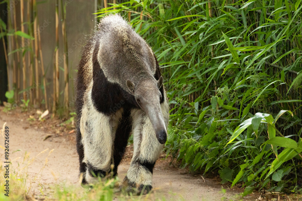Fototapeta premium Giant anteater cute animal from Brazil.