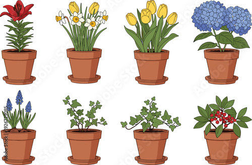 Collection of potted flowering plants with lily, tulip, daffodil and hydrangea, decorative houseplants in terracotta pots, botanical vector illustration isolated on white background.