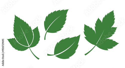 Four vibrant green leaves arranged on a white background silhouette