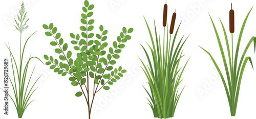 Collection of wetland plants including cattails, reeds and leafy green shrub, botanical set for landscape design, ecology projects and natural environment illustration.