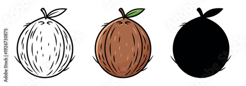 Set of whole coconut illustrations in outline, color, and silhouette styles. Textured tropical nut vector isolated on white.